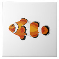 Clown fish