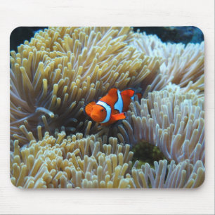 Clown Fish in a Coral Reef Mouse Pad