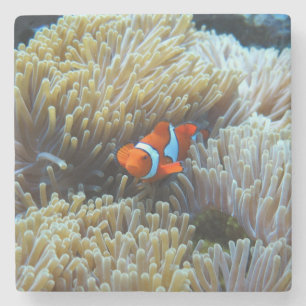 Clown Fish in a Coral Reef Stone Coaster