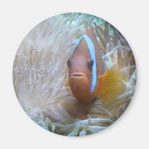 clown fish in anemone magnet