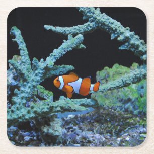 Clown Fish in Coral Square Paper Coaster