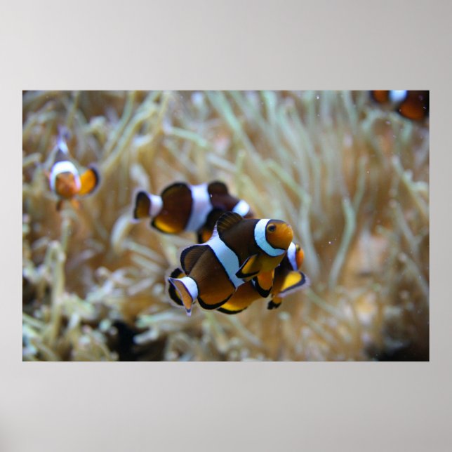 Clown Fish in Reef Poster (Front)