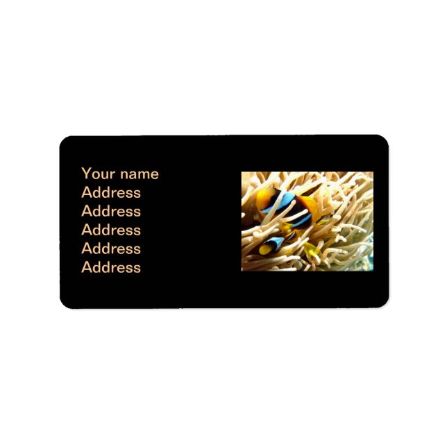 Clown Fish Label (Front)