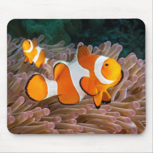 Clown Fish Mouse Pad
