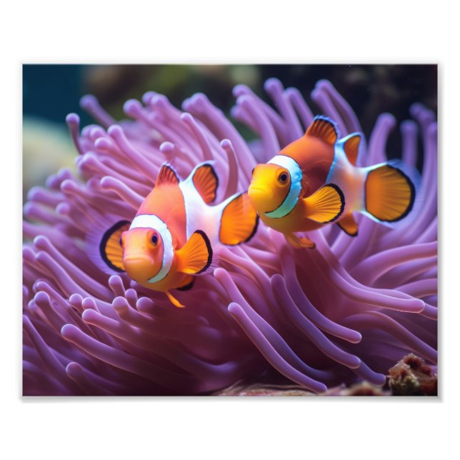 Clown Fish Photo Print (Front)
