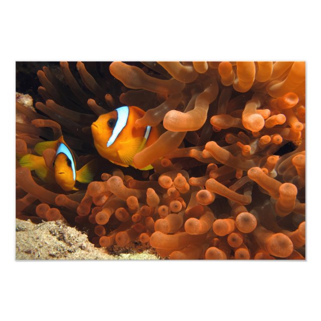 Clown Fish Photo Print (Front)