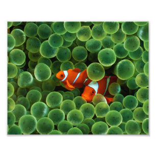 Clown Fish Photo Print