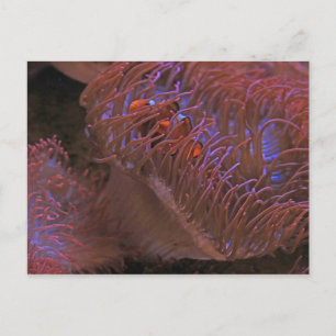 Clown Fish Postcard