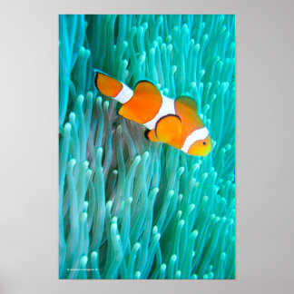 Clown Fish Poster
