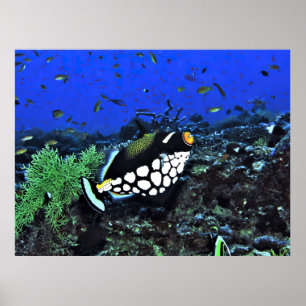 Clown Triggerfish on the Reef Poster
