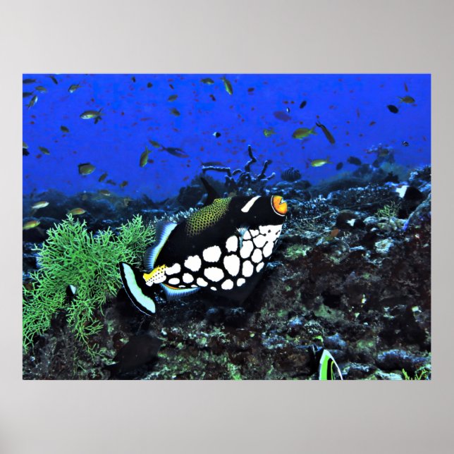Clown Triggerfish on the Reef Poster (Front)