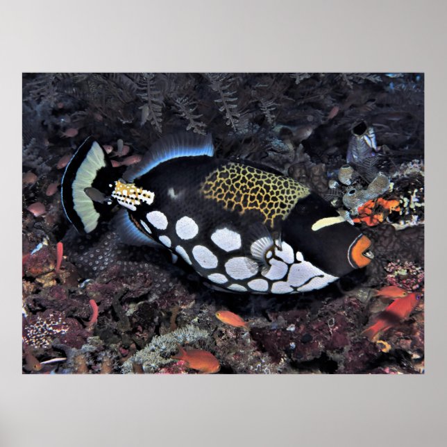 Clown Triggerfish Raja Ampat Poster (Front)