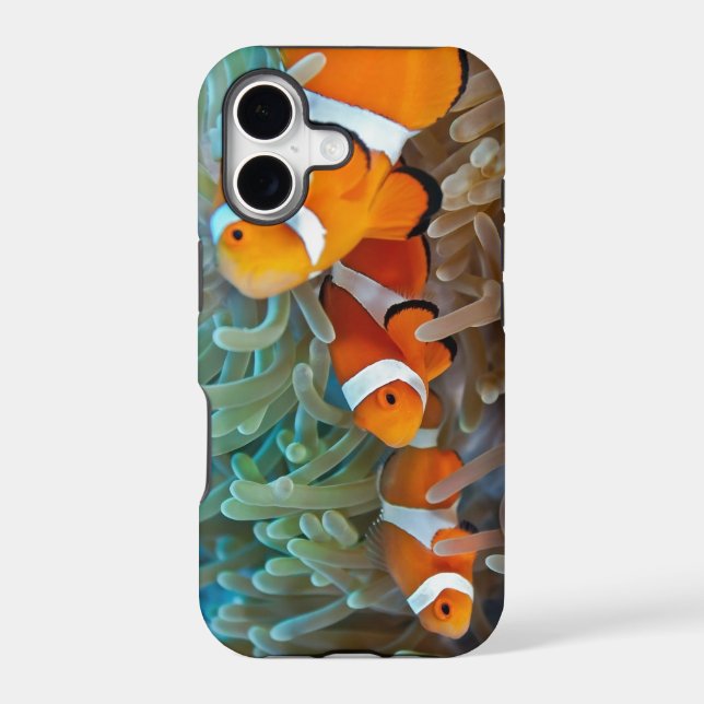 Clownfish (Back)