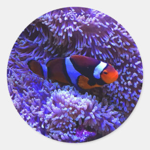 Clownfish #2 Stickers