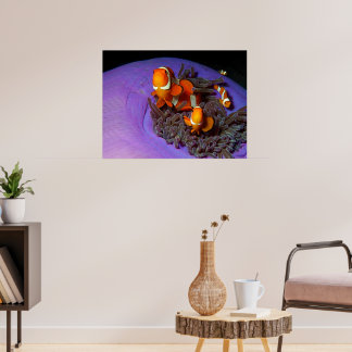Clownfish are always in move | Busy Anemonefish | Poster