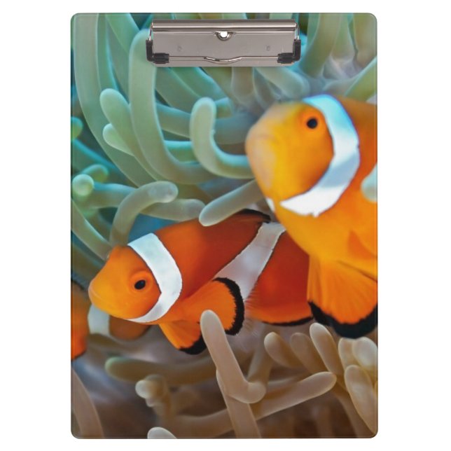 Clownfish Clipboard (Front)