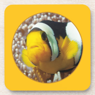 Clownfish - Close-Up! Round Photographic Design Coaster