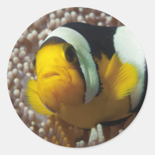 Clownfish - Close-Up! So cute - Nemo in Anemone Classic Round Sticker