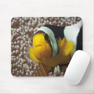 Clownfish - Close-Up! So cute - Nemo in Anemone Mouse Pad