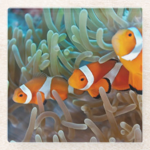 Clownfish Glass Coaster