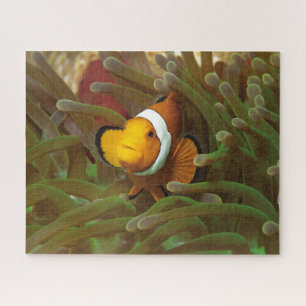 Clownfish in green anemone. Coralreef Raja Ampat   Jigsaw Puzzle
