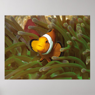 Clownfish in green anemone. Coralreef Raja Ampat Poster