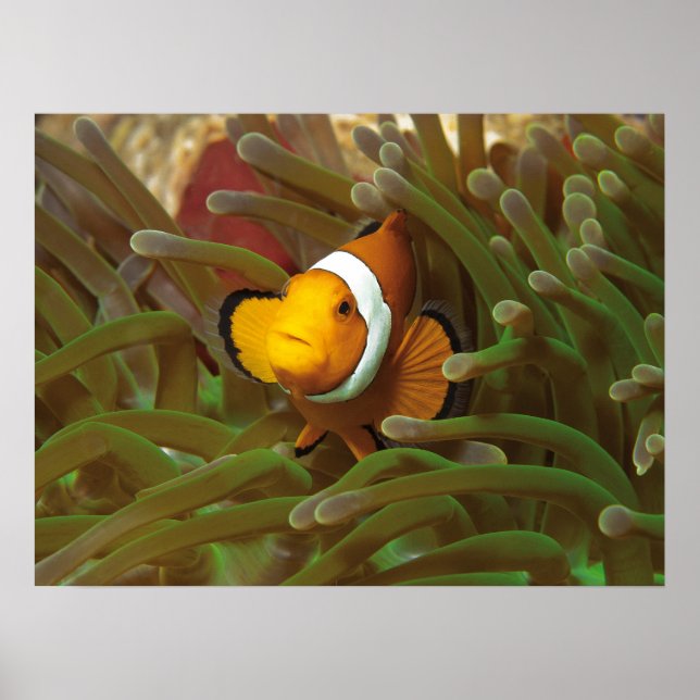 Clownfish in green anemone. Coralreef Raja Ampat | Poster (Front)