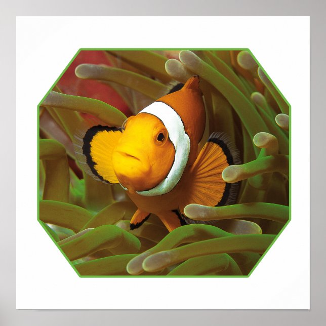 Clownfish in green anemone. Photographic Design |  Poster (Front)