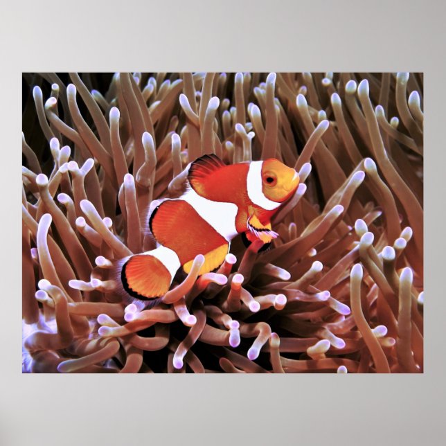 Clownfish in the Philippines Poster (Front)