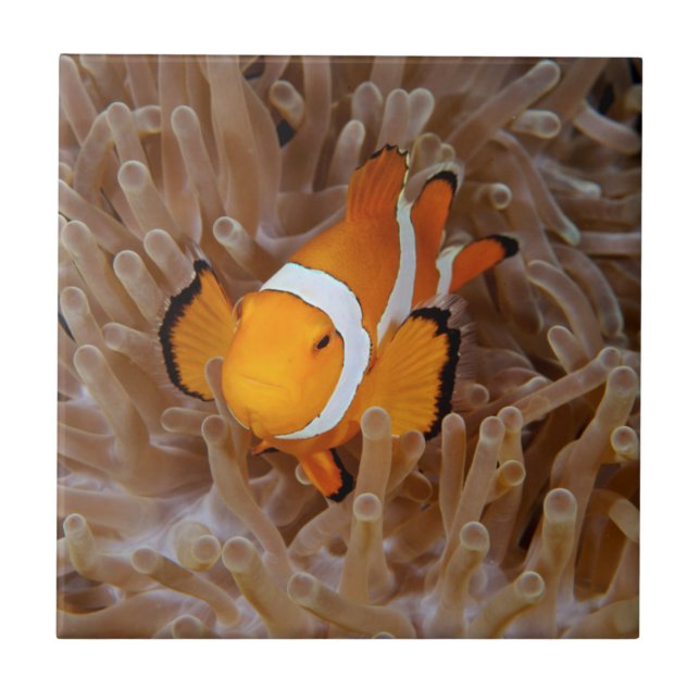 Clownfish - Molokai, North Shore Cliff Ceramic Tile (Front)