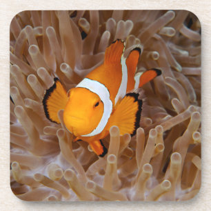 Clownfish - Molokai, North Shore Cliff Coaster