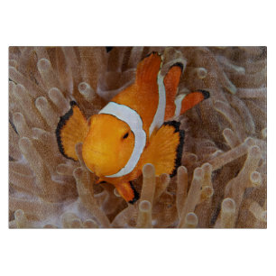 Clownfish - Molokai, North Shore Cliff Cutting Board
