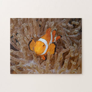 Clownfish - Molokai, North Shore Cliff Jigsaw Puzzle