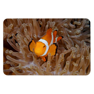 Clownfish - Molokai, North Shore Cliff Magnet