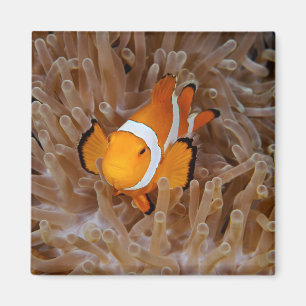 Clownfish - Molokai, North Shore Cliff Magnet