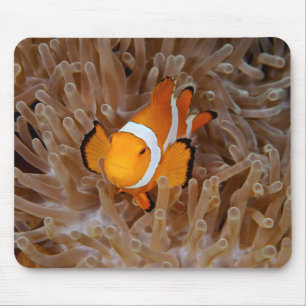 Clownfish - Molokai, North Shore Cliff Mouse Pad