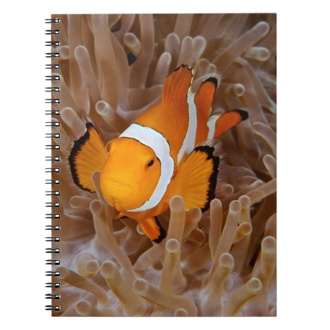 Clownfish - Molokai, North Shore Cliff Notebook (Front)