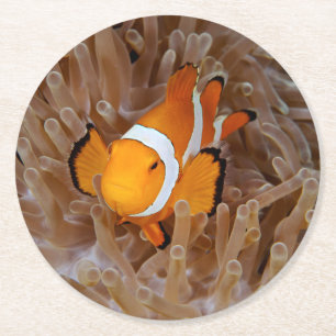 Clownfish - Molokai, North Shore Cliff Round Paper Coaster