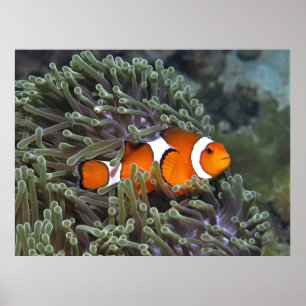 Clownfish of Koh Lipe Poster