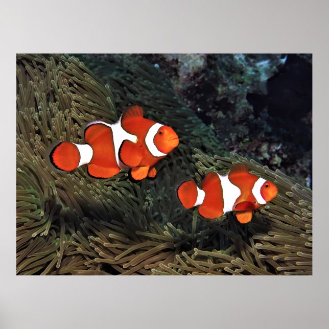 Clownfish Pair Poster (Front)