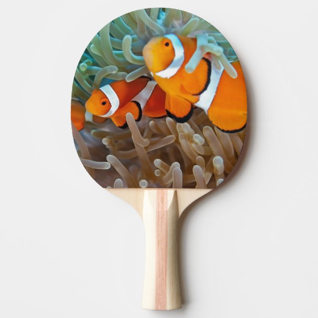 Clownfish Ping Pong Paddle (Front)