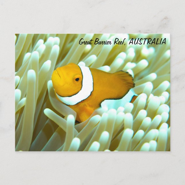 Clownfish Postcard (Front)