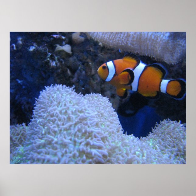 Clownfish Poster (Front)