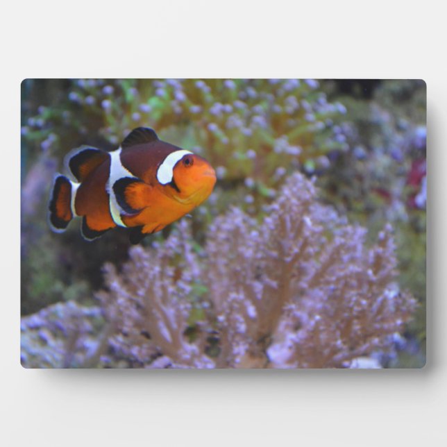 Clownfish Sea Anemone Coral Nature photography Plaque (Front)