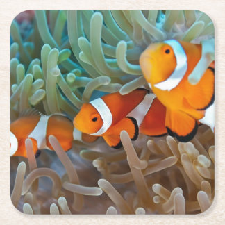 Clownfish Square Paper Coaster