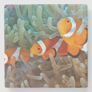Clownfish Stone Coaster