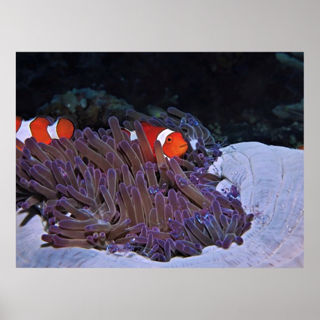 Clowns and Shrimps Poster (Front)