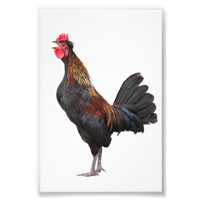 Clucking Chicken Photo Print (Front)