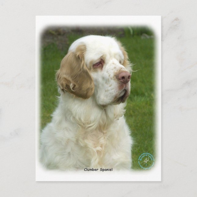 Clumber Spaniel 9Y003D-101 Postcard (Front)