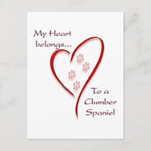Clumber Spaniel Heart Belongs Postcard